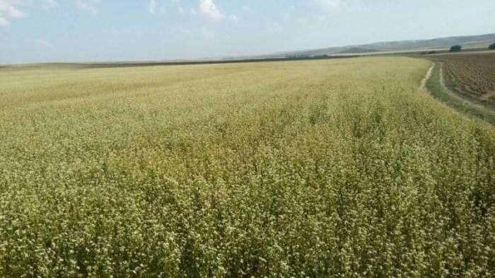 Орловская область занимает 1 место в ЦФО и 3 в России по производству гречихи