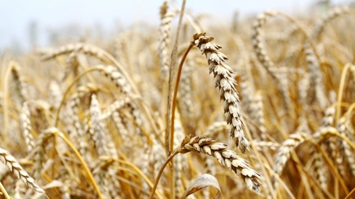 На Кубани урожай пшеницы в 2021 году вырос на 29% На Кубани урожай пшеницы в 2021 году вырос на 29%