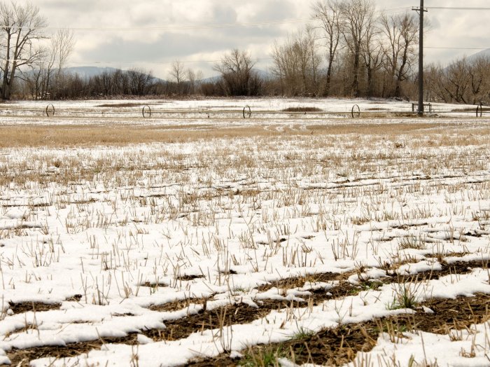 У аграриев Республики Марий Эл состояние озимых не вызывает опасений У аграриев Республики Марий Эл состояние озимых не вызывает опасений