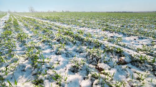 Агропроизводители Татарстана готовы к весенней посевной на 90%