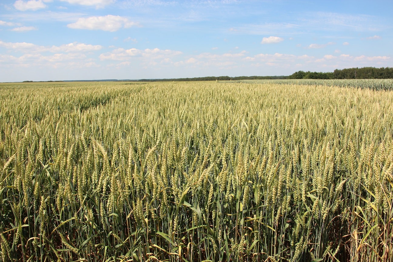 Сорт Гром озимая пшеница