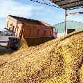 Продажа зерна и отрубей оптом