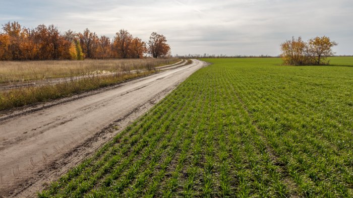 В Чувашии озимая пшеница дала хорошие всходы осенью 2022 года В Чувашии озимая пшеница дала хорошие всходы осенью 2022 года