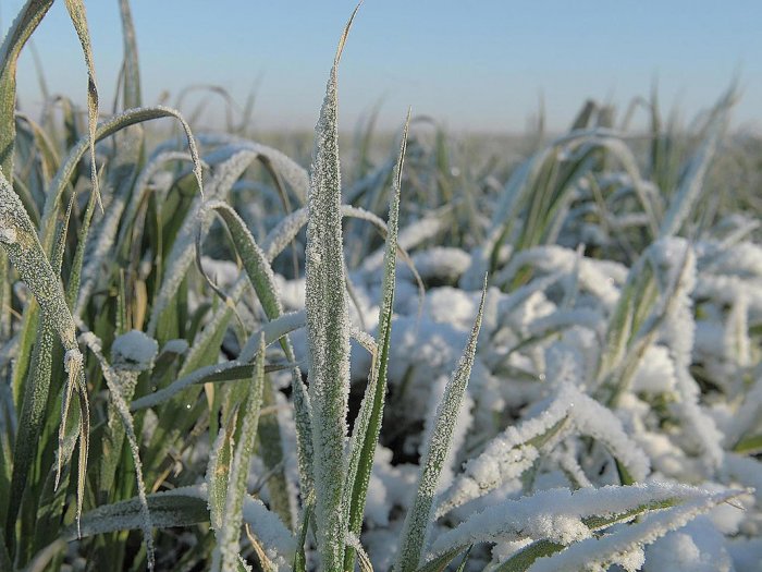В Республике Башкирии озимые успешно перенесли сильные морозы