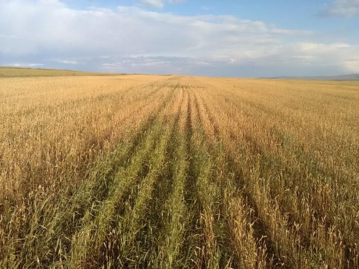 В Республике Татарстан ввели режим ЧС для аграриев из-за плохой погоды В Республике Татарстан ввели режим ЧС для аграриев из-за плохой погоды